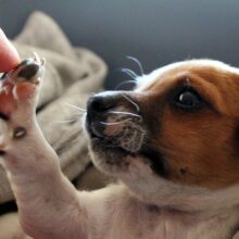 partez-avec-votre-animal-de-compagnie