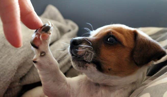 partez-avec-votre-animal-de-compagnie