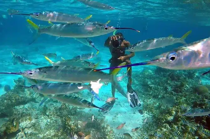 snorkeling Marine's Bay Park Montego Bay