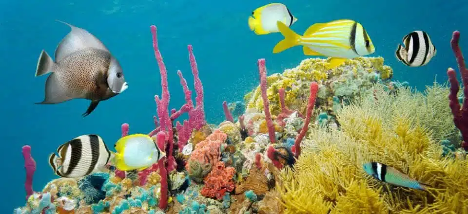 snorkeling à Montego Bay - Doctor's Cave Beach