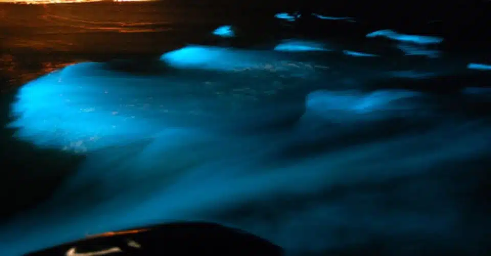 lagon lumineux Jamaïque